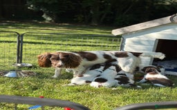 English Springer Spaniel dogs for sale: Springer spaniel puppies  - Image 11