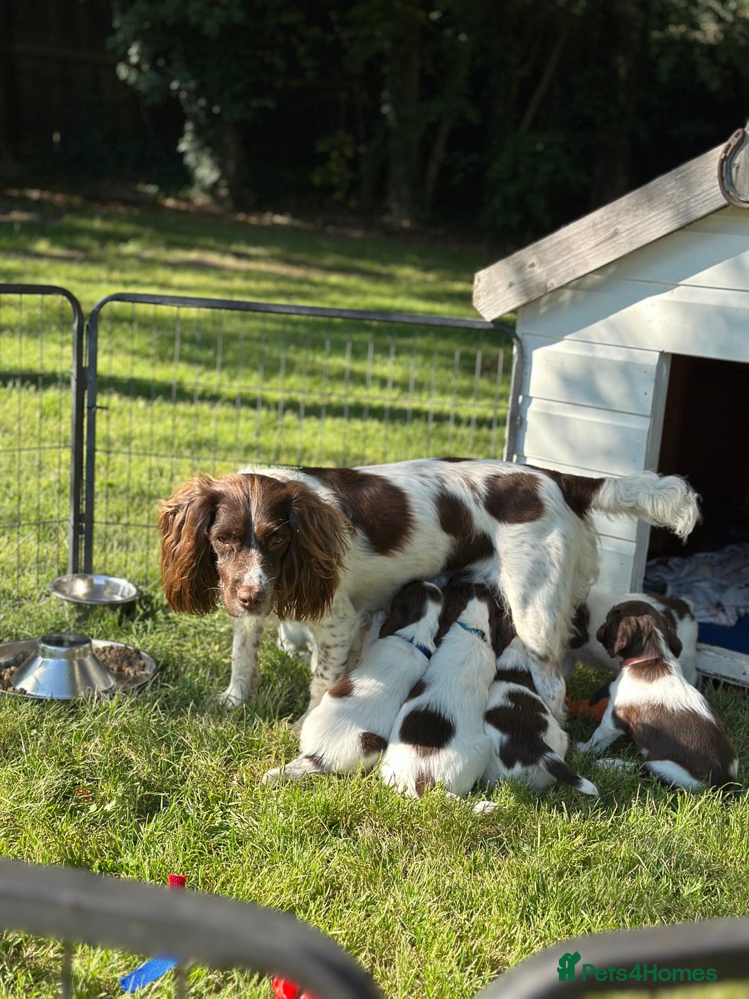 English Springer Spaniel dogs for sale: Springer spaniel puppies  - Image 11