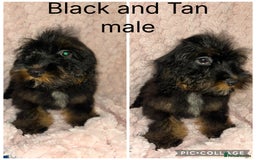 Cockapoo dogs for sale: F1 cockapoos - Image 5