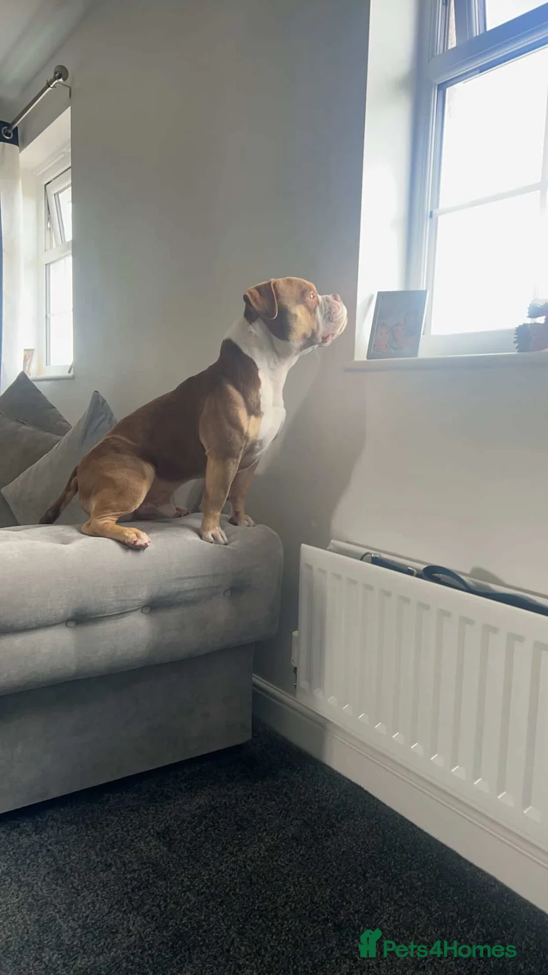 American Bully dogs for stud: Arlo 3 year old pocket bully for stud!! in Ellesmere Port - Advert 2