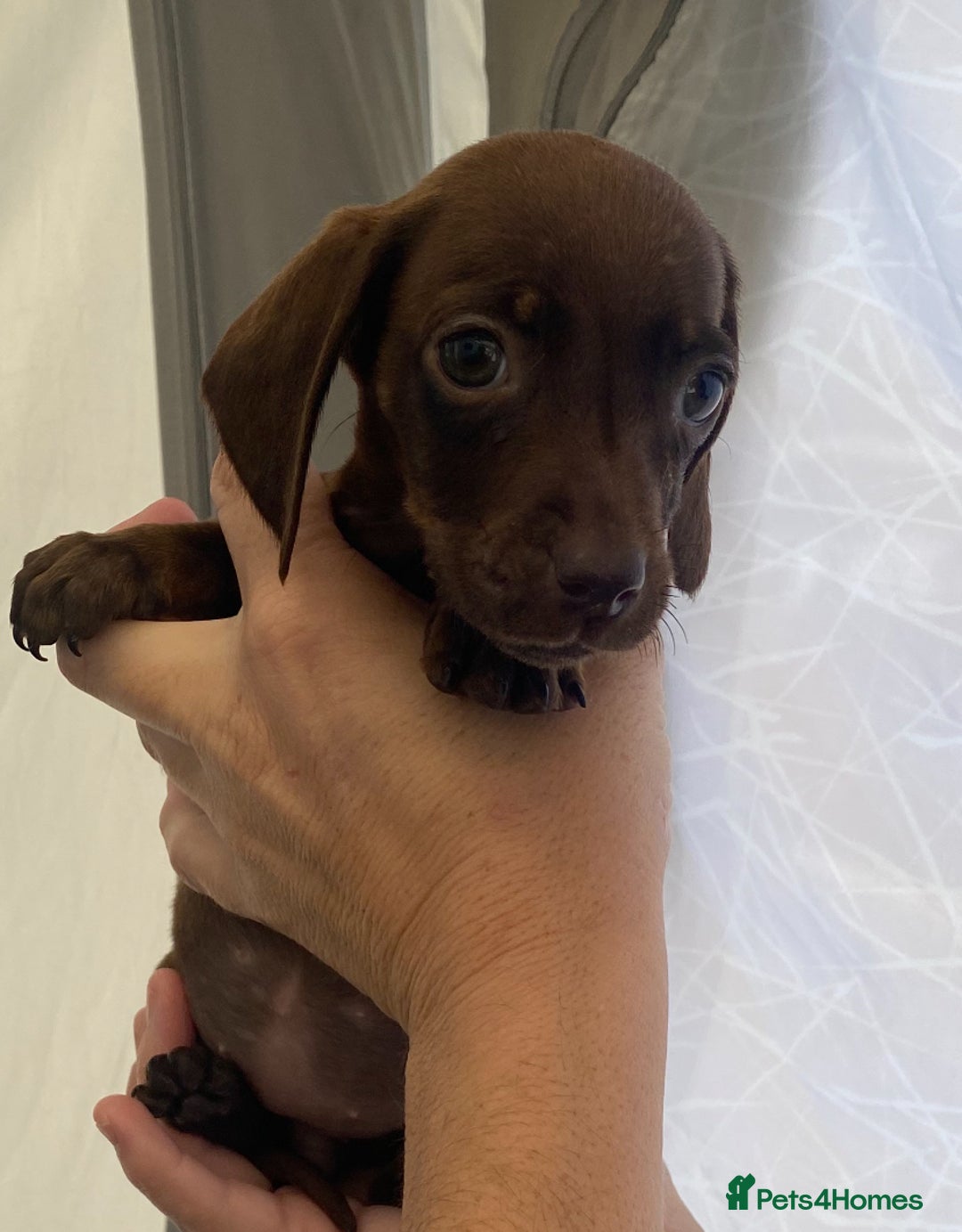 Dachshund dogs for sale: Dachshund puppies  - Image 9