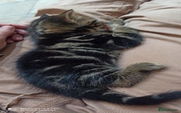 British Shorthair cats for sale: Beautiful tabby kittens - Image 30