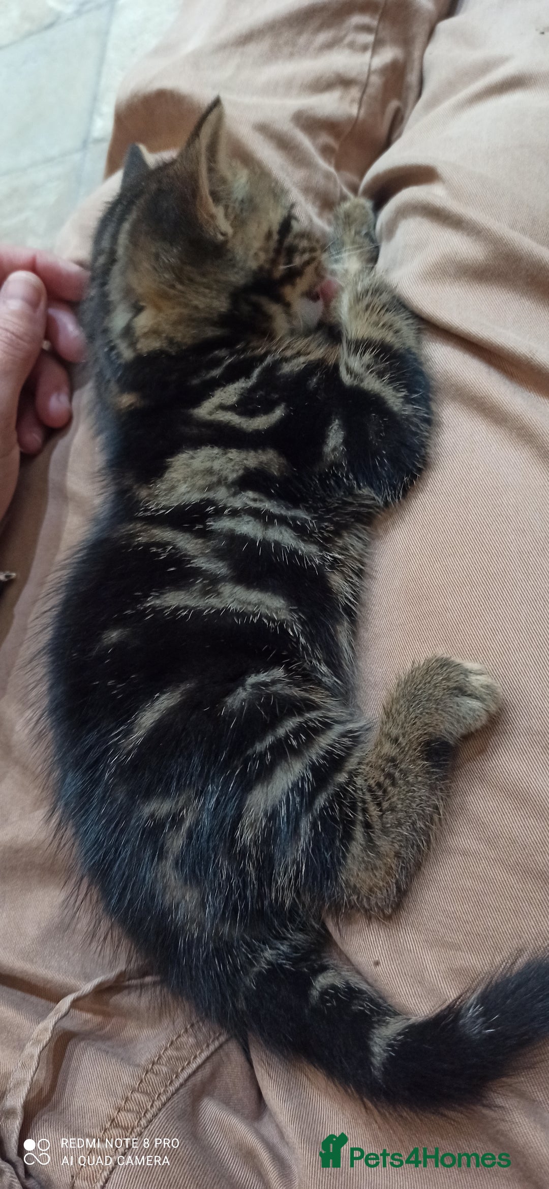 British Shorthair cats for sale: Beautiful tabby kittens - Image 30