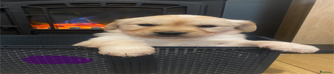Golden Retriever Puppy 3