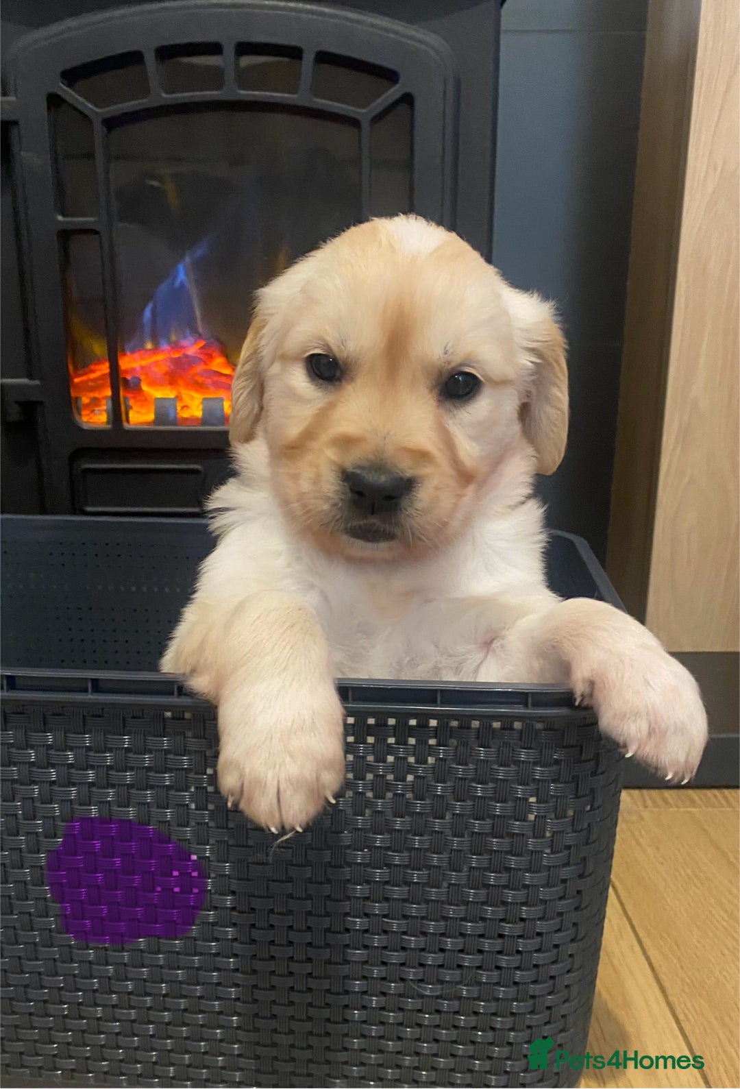 Golden Retriever dogs for sale: Beautiful KC reg Fluffy Golden Retriever Puppies - Image 9