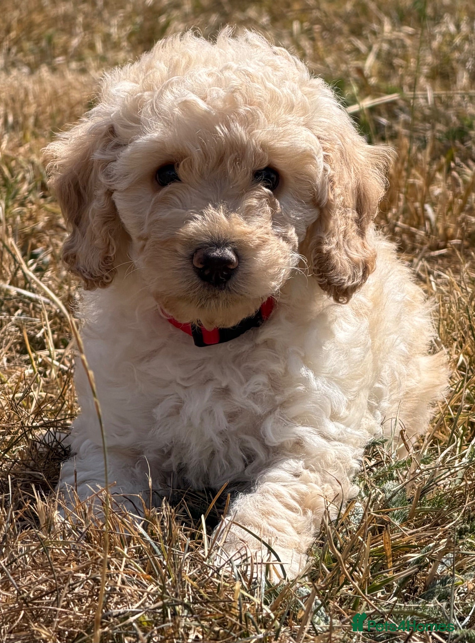 Cockapoo dogs READY NOW Stunning F1B Cockapoo puppies  - Advert 3