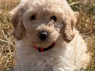 Cockapoo dogs READY NOW Stunning F1B Cockapoo puppies - Advert 3