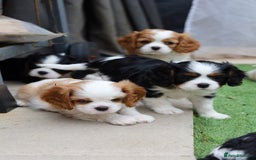Cavalier King Charles Spaniel dogs for sale: 7 Puppies ready for reservations - Image 7