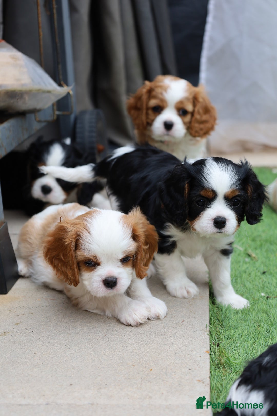 Cavalier King Charles Spaniel dogs for sale: 7 Puppies ready for reservations - Image 7