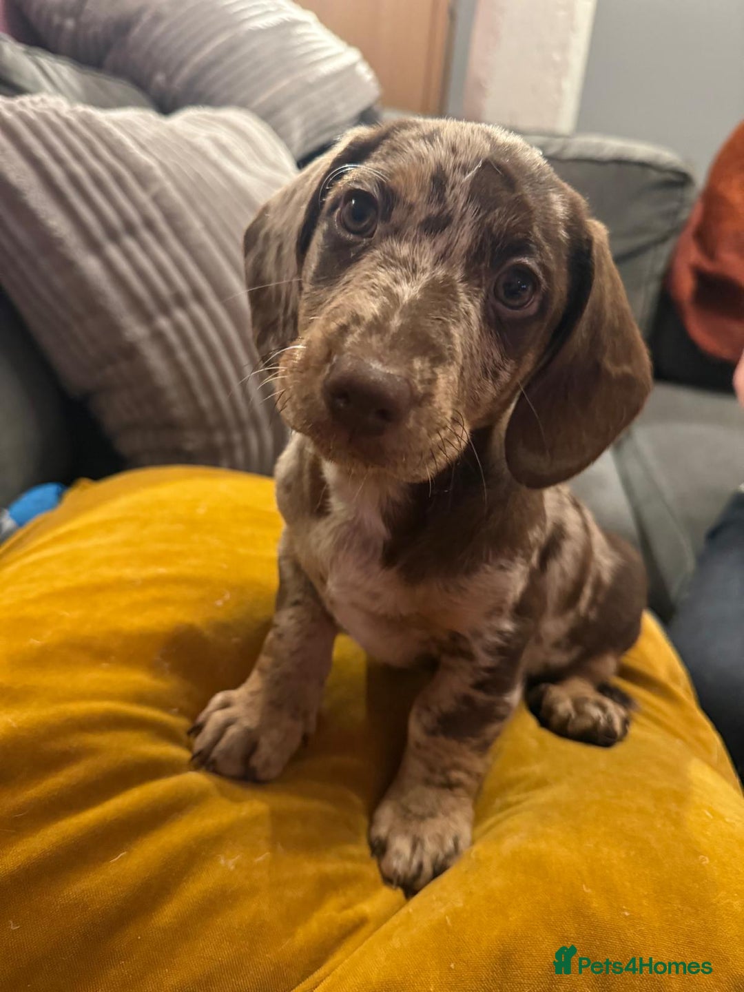 Mixed Breed dogs for sale: Doxie puppies  - Advert 12