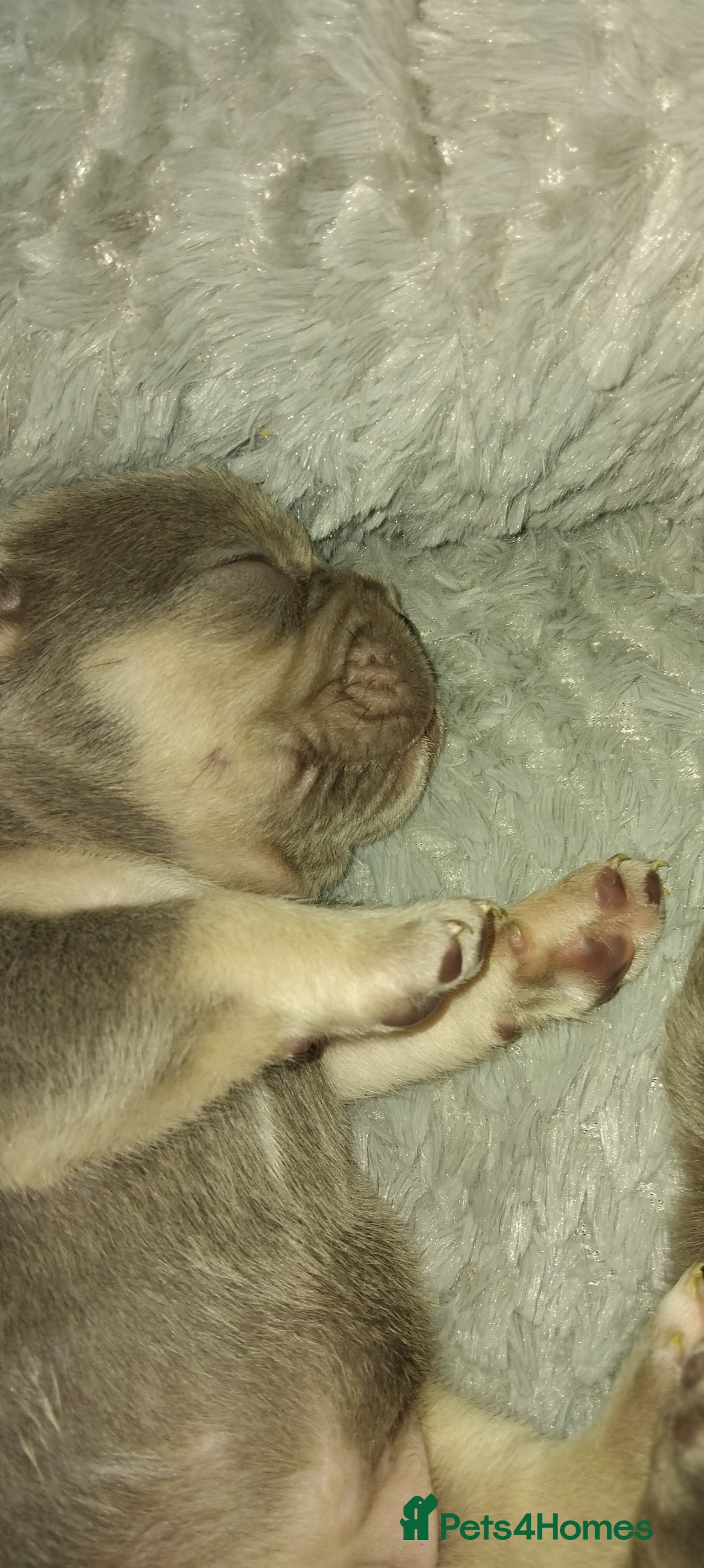 French Bulldog dogs for sale: French bulldog FLUFFY pups - Image 12