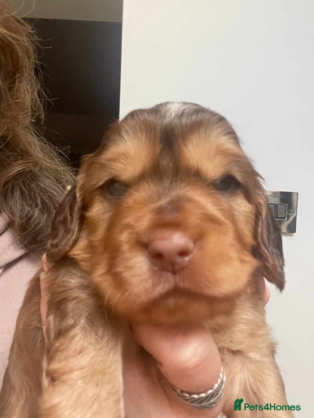 Cocker Spaniel dogs for sale: Beautiful health tested Cocker spaniel pups  - Advert 10
