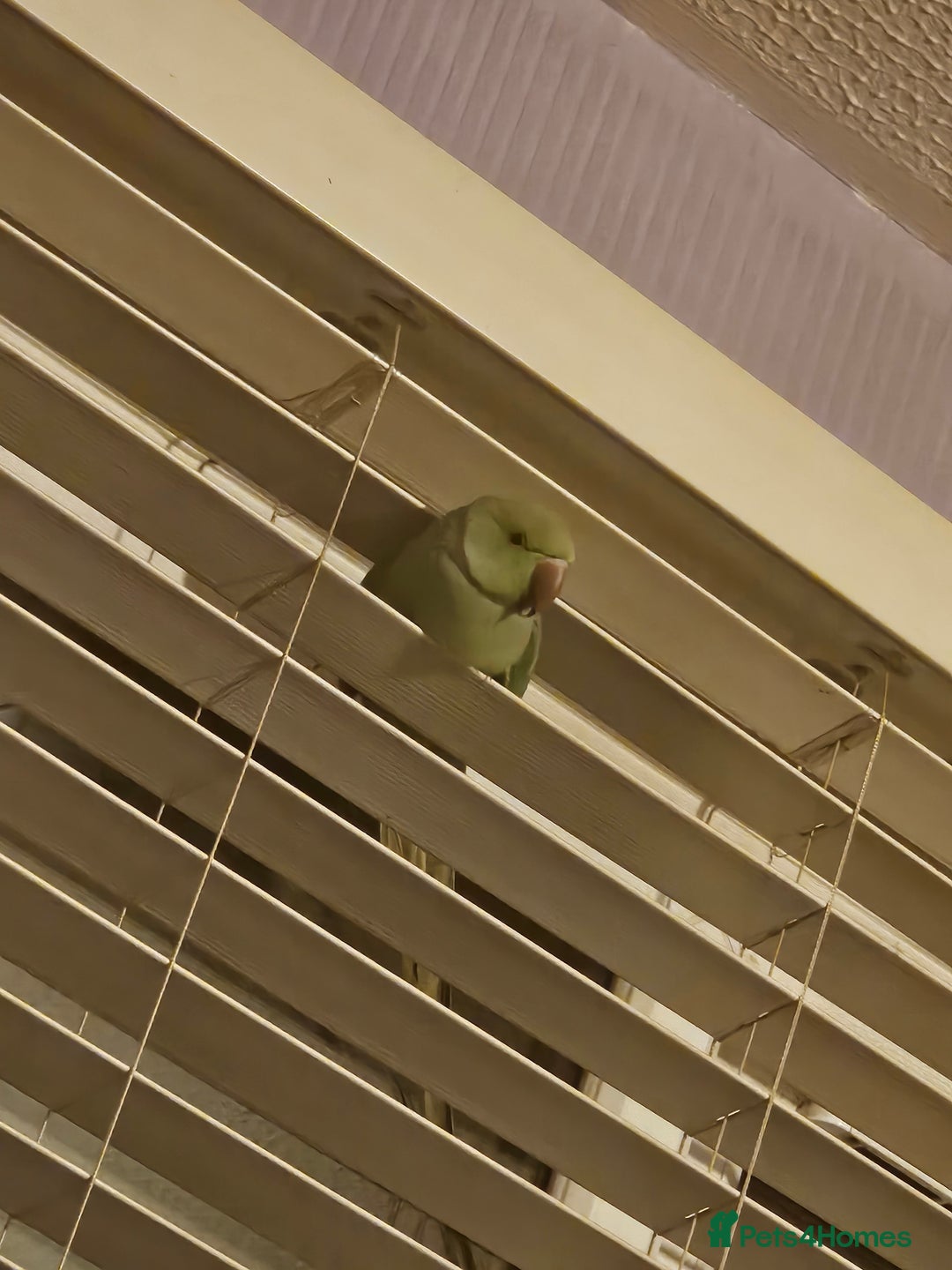 Ringnecks birds for sale: Male indian ringneck - Advert 4