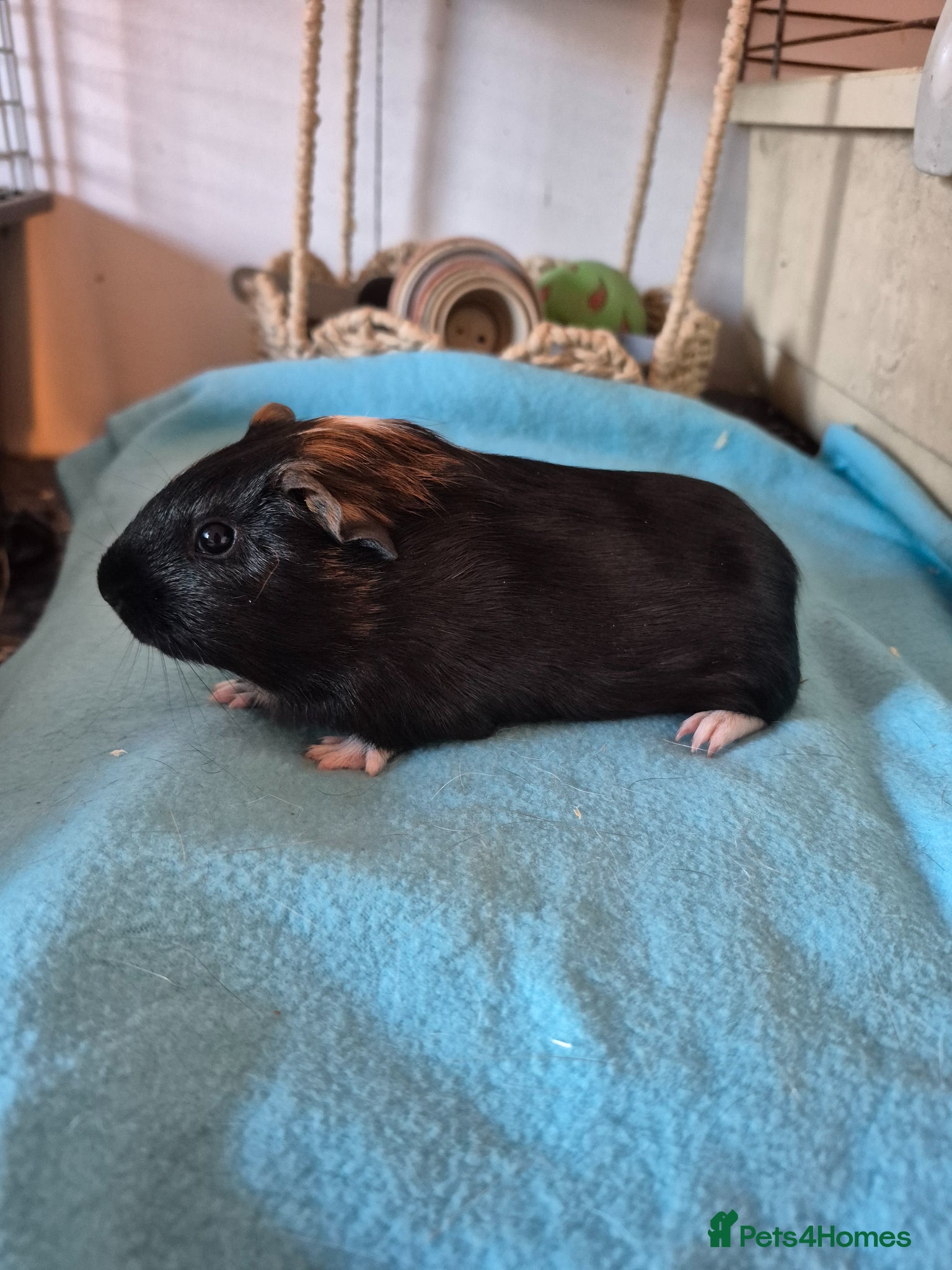 Guinea Pig rodents Smooth pigs for sale can deliver locally x - Advert 11