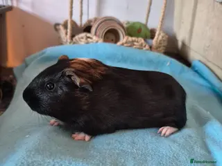 Guinea Pig rodents Smooth pigs for sale can deliver locally x - Advert 11