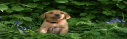 Labrador Retriever dogs for sale: Fox red Labrador puppies - Advert 8