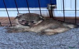 Pomeranian dogs for sale: 🏆 KC HEALTH TESTED POMERANIAN PUPPIES 🏆  - Image 4