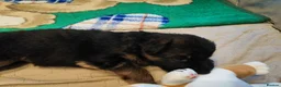 German Shepherd dogs for sale: LONG HAIRED GERMAN SHEPHERD PUPPY'S  - Advert 4