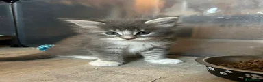 Maine Coon 2