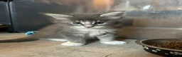 Maine Coon cats for sale: Exceptional POLYDACTYL Maine Coon Kittens  - Advert 20