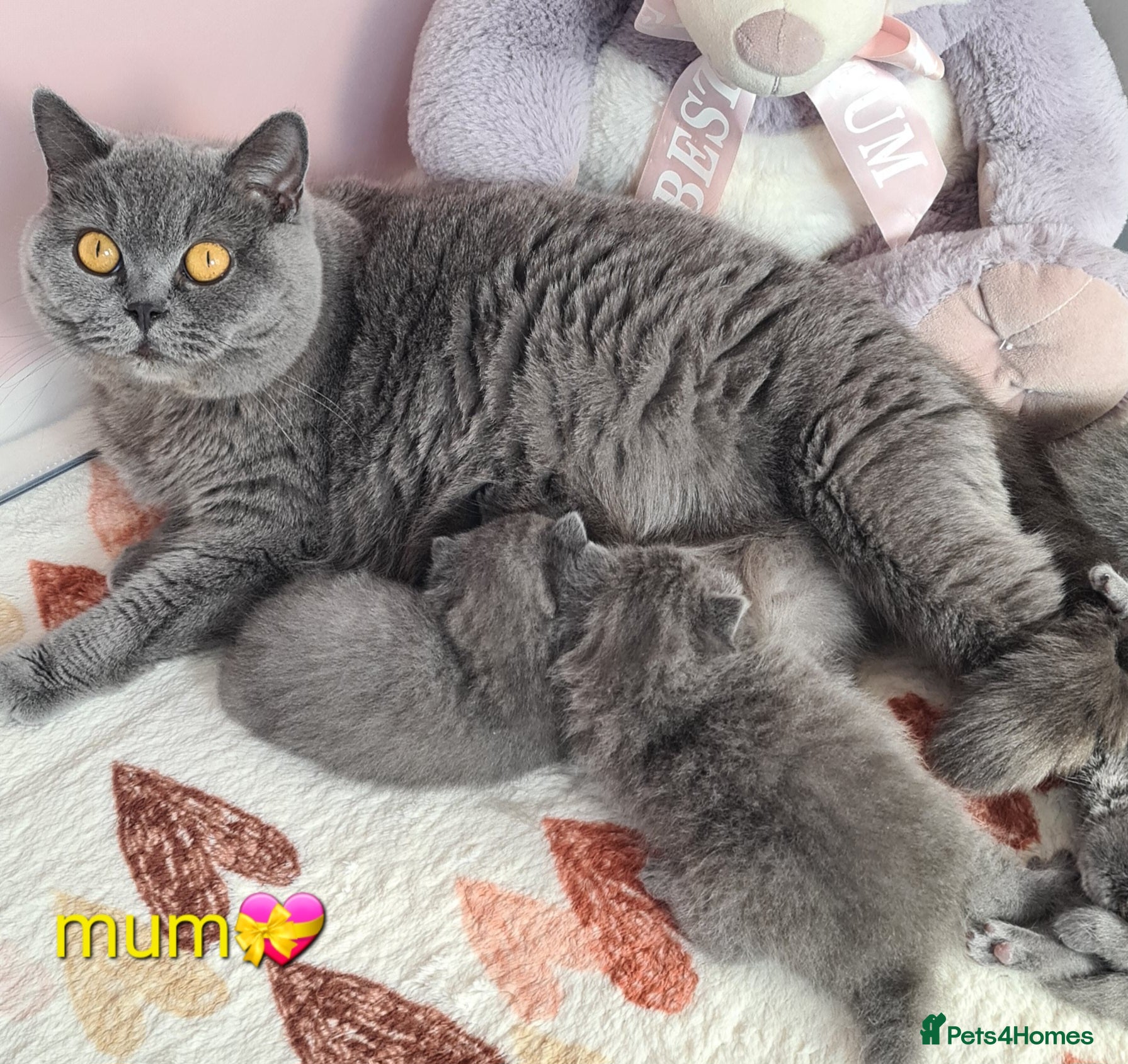 British Shorthair cats British ShortHair Princess 💝GCCF  - Advert 1