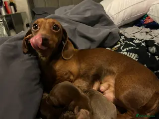 Dachshund dogs Mini daushound pups 3 available 2 boys and 1 girl - Advert 8