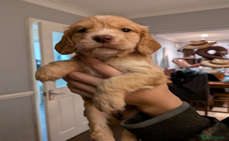 Cocker Spaniel dogs 1 Girl Golden and red working cocker spaniels  - Advert 12