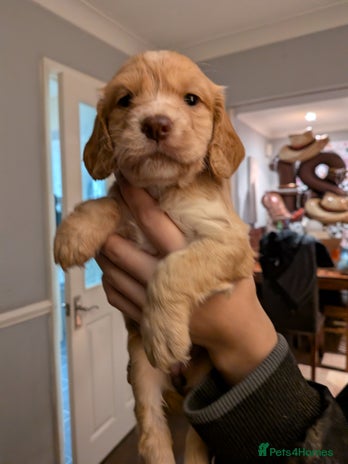 Cocker Spaniel dogs 1 Girl Golden and red working cocker spaniels - Advert 12