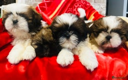 Shih Tzu dogs for sale: Shihtzu  - Image 15