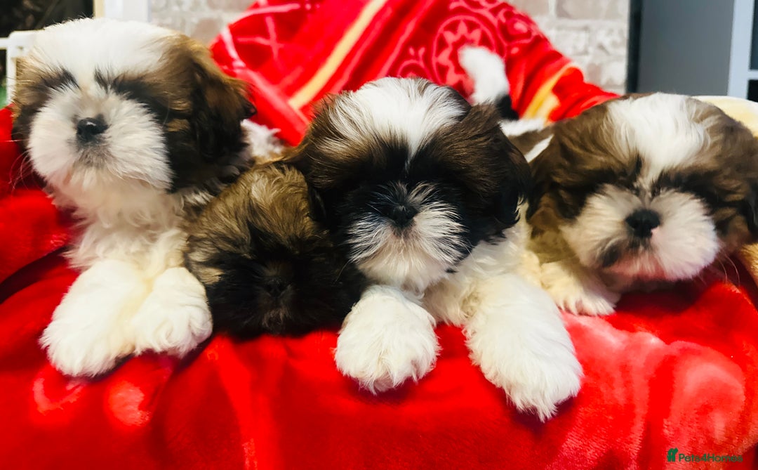 Shih Tzu dogs for sale: Shihtzu  - Image 15