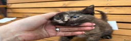 Mixed Breed cats for sale: Friendly farm kittens  - Advert 7