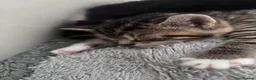 Mixed Breed cats for sale: Kittens  in South Ockendon - Advert 11