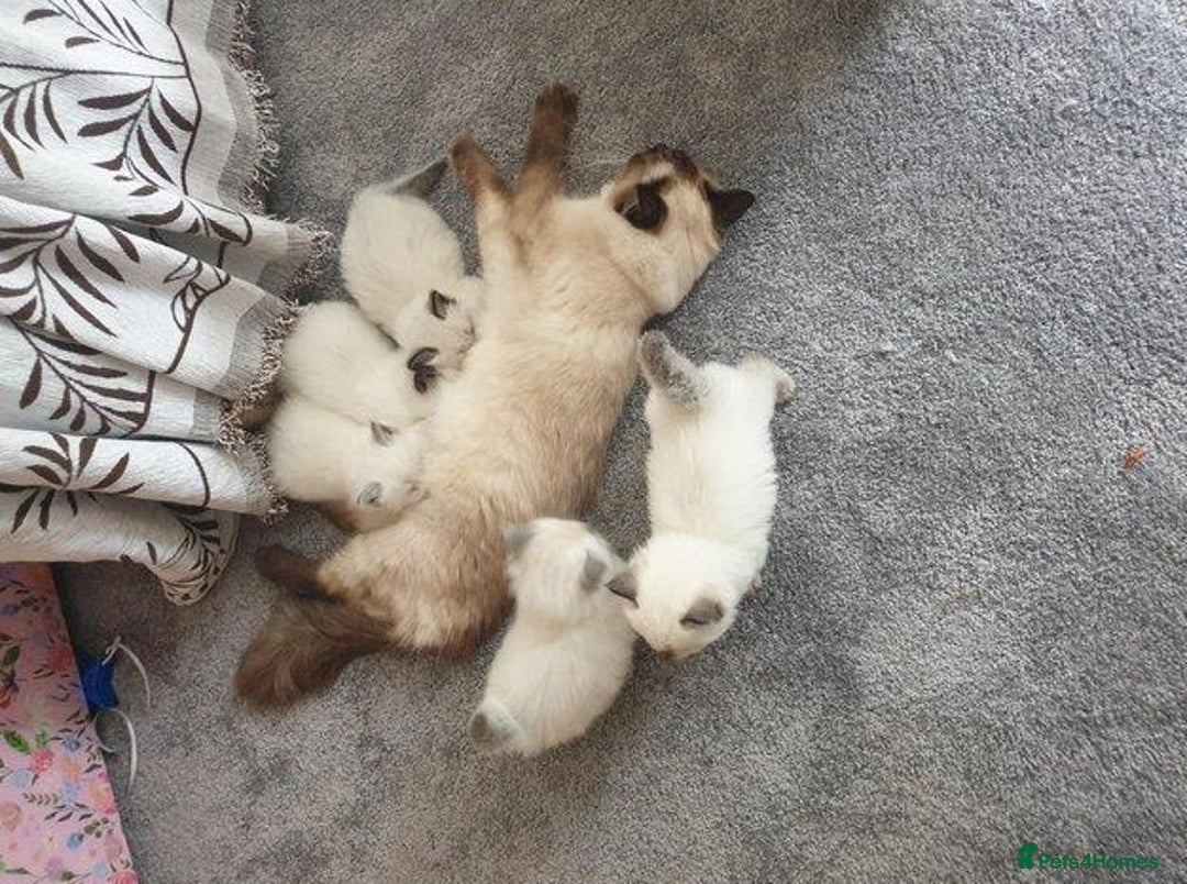 Ragdoll cats for sale: Perfectly raised Blue eyes Rag dollys  - Advert 7