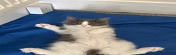 Ragdoll cats for sale:  2 Beautiful Long-Haired Ragdoll Cross  - Advert 5