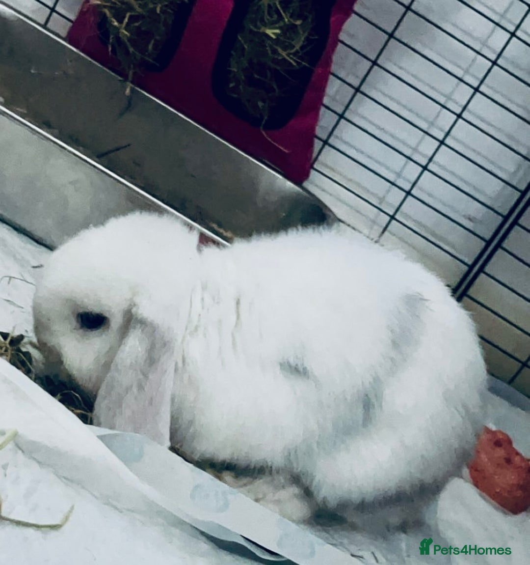 Dwarf Lop rabbits for sale: Beautiful Female Dwarf Lop 🩷 - Advert 4