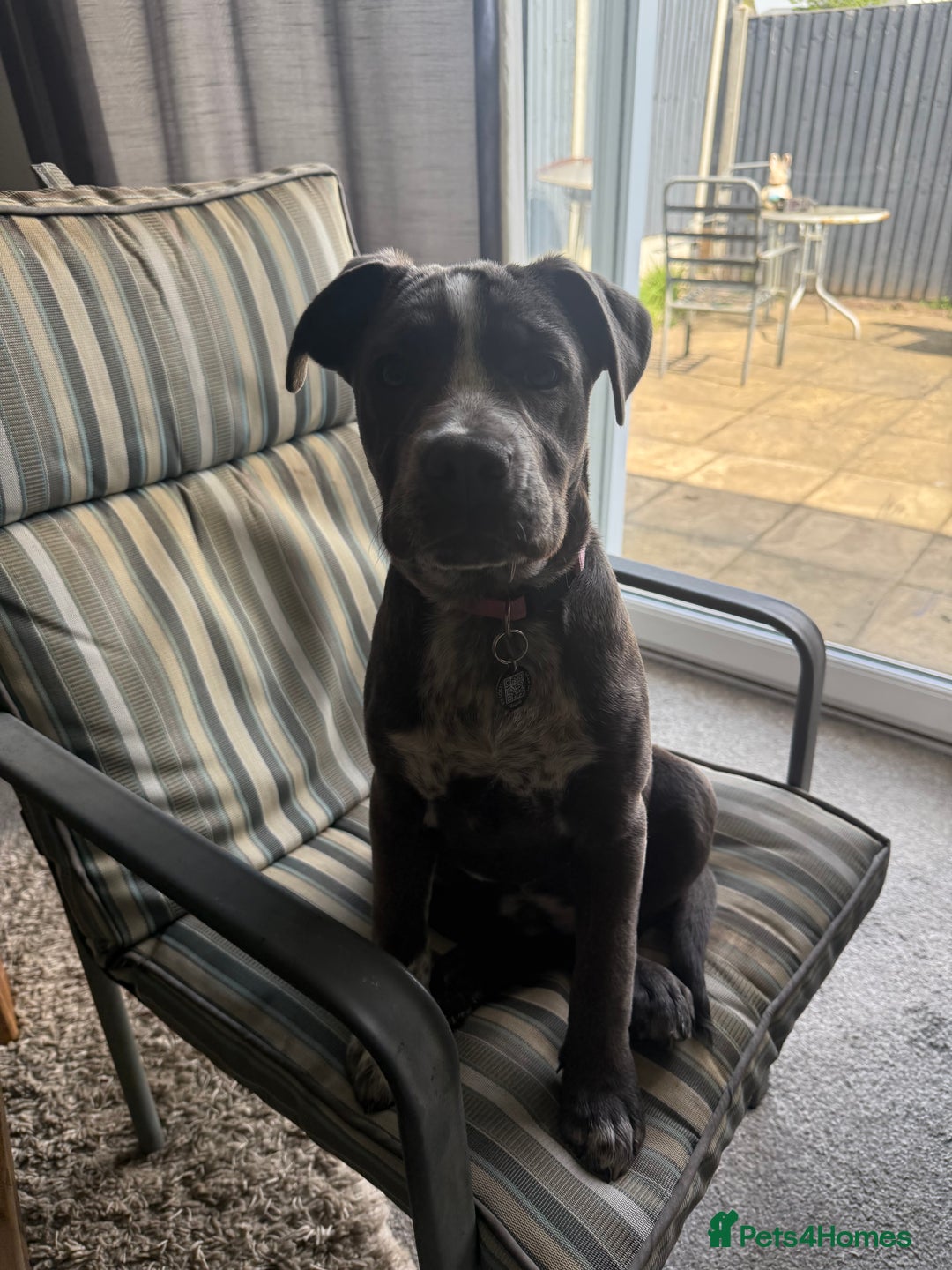 Mixed Breed dogs for sale: Bulldog x Staffie for rehoming.  - Image 8