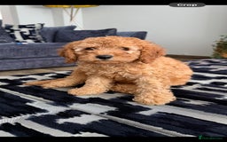 Cavapoo dogs for sale: *BABY CAVAPOO* in Nottingham - Image 2