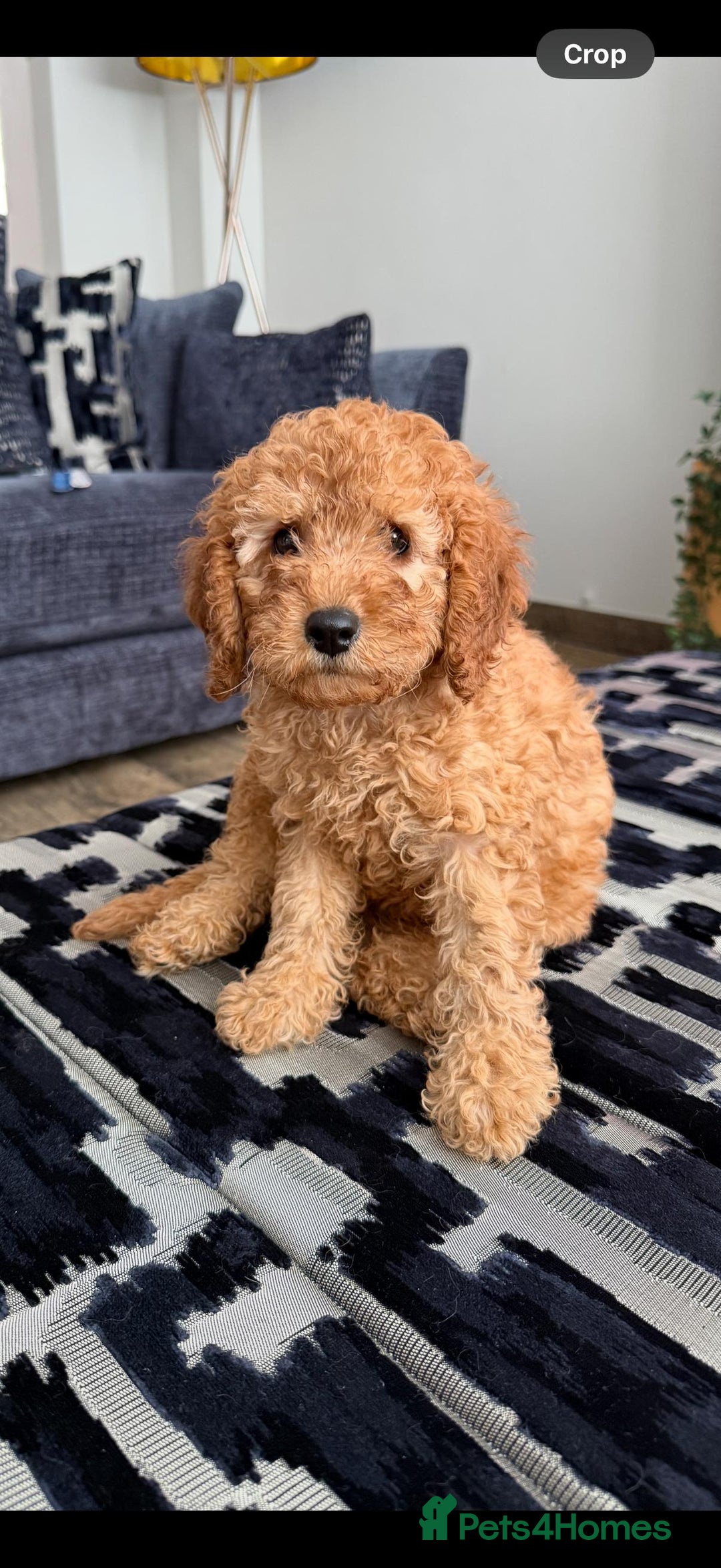 Cavapoo dogs for sale: *BABY CAVAPOO* in Nottingham - Image 2