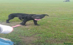 Mixed Breed dogs for sale: Labxcockerpoo - Image 3