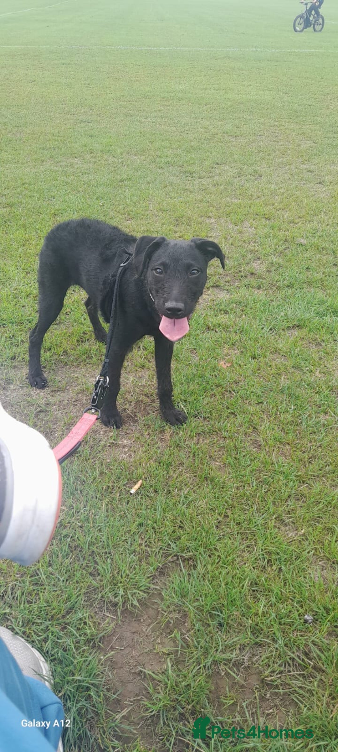 Mixed Breed dogs for sale: Labxcockerpoo - Image 3