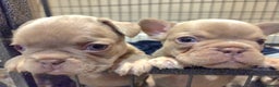 French Bulldog dogs for sale: Isabella & lilac & tan chunky frenchies - Advert 12