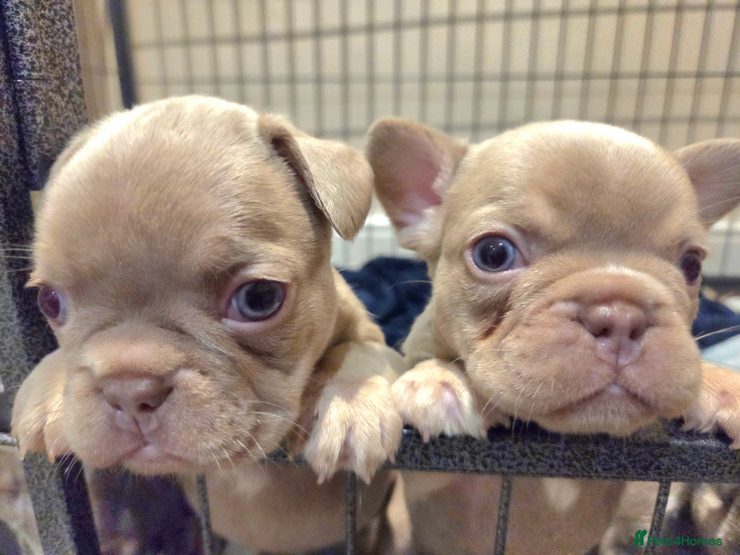 French Bulldog dogs for sale: Isabella & lilac & tan chunky frenchies - Advert 12