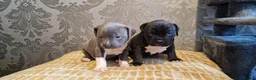Staffordshire Bull Terrier dogs for sale: Staffordshire Bull terrier puppies  - Advert 6