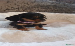 Mixed Breed dogs for sale: Miniature Chiweenies  - Image 1