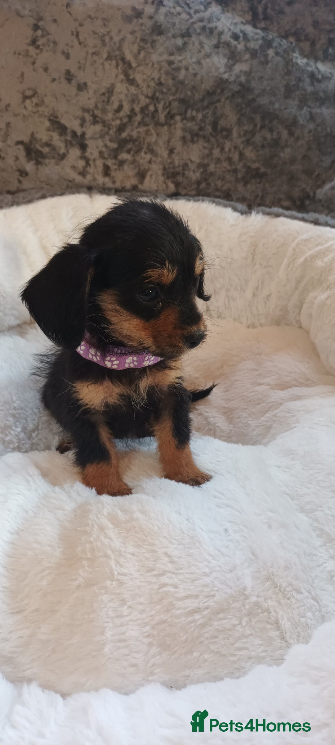 Mixed Breed dogs for sale: Miniature Chiweenies  - Image 1