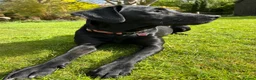 Labrador Retriever dogs for sale: Totally adorable, healthy and great line puppies - Advert 20