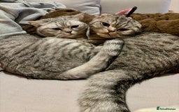 Scottish Fold cats for sale: Loving home wanted for 2 Scottish Fold boys - Image 3