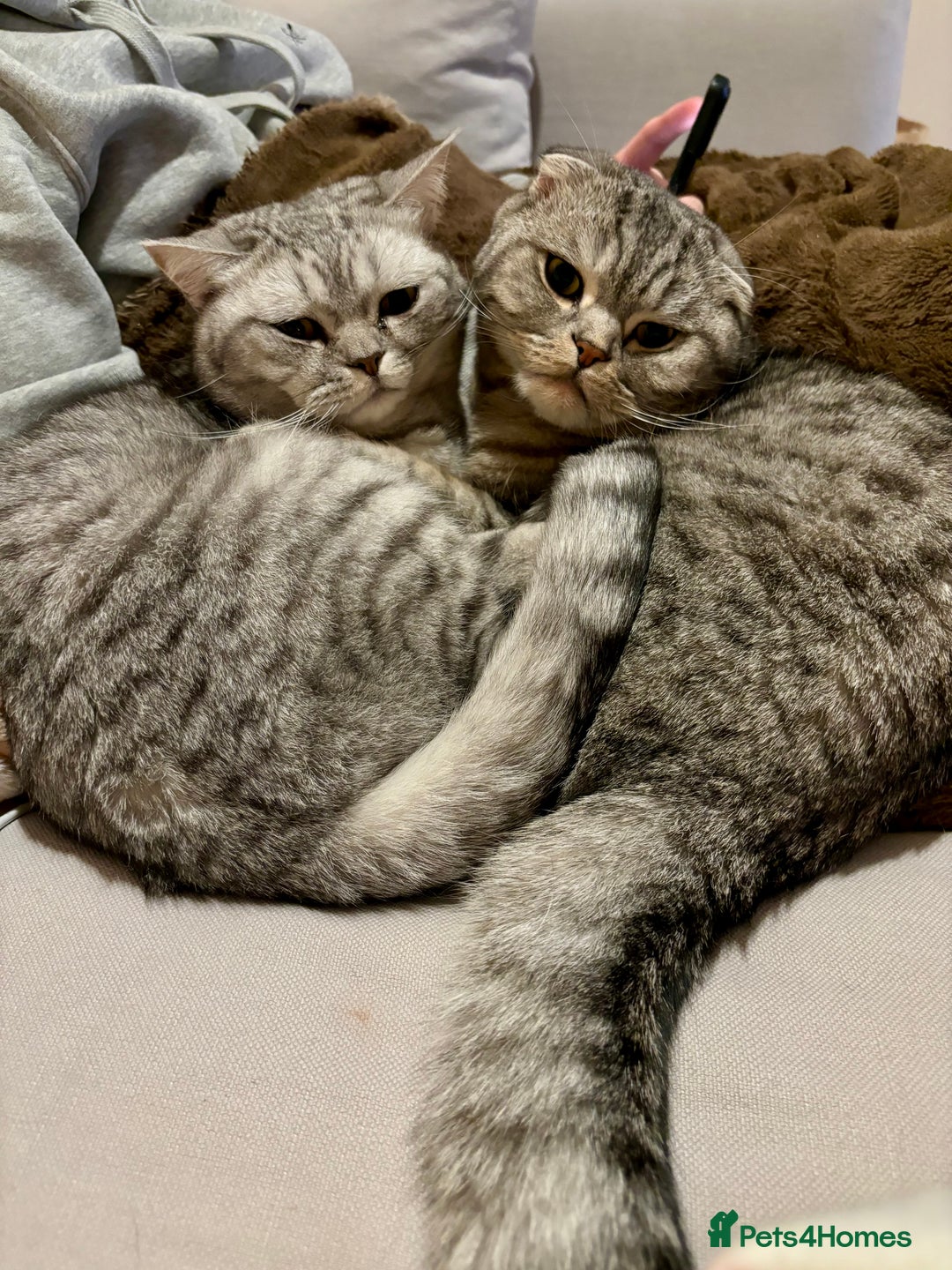 Scottish Fold cats for sale: Loving home wanted for 2 Scottish Fold boys - Image 3
