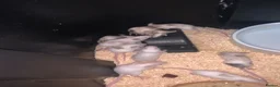 Mouse rodents for sale: Let fancy mice  - Advert 4