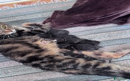 Mixed Breed cats for sale: READY NOW - 1/4 Maine Coon Kittens - Image 7